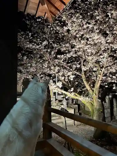 常清寺(熊本県)