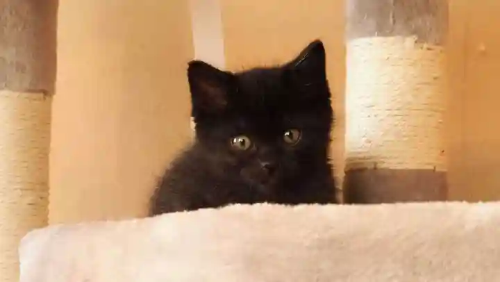 天王山 安楽寺(福井県)