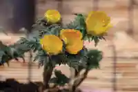 阿邪訶根神社のその他建物