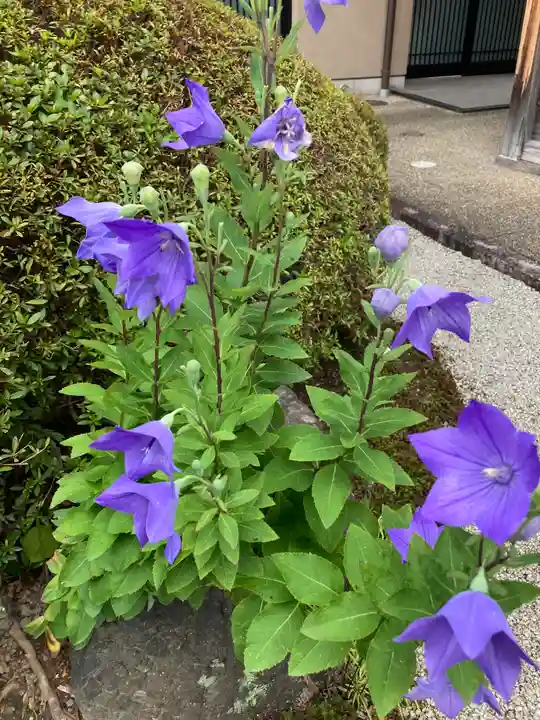 新德禅寺 (新徳寺)(京都府)