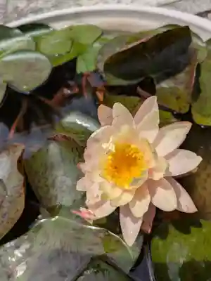 明性寺(滋賀県)