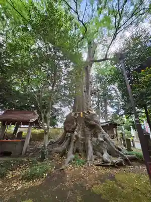 沓掛香取神社(茨城県)