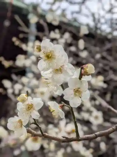 心行寺(東京都)