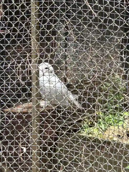 武蔵一宮氷川神社の動物