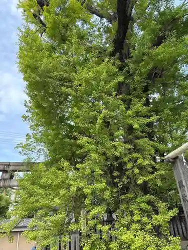 白山神社(大阪府)