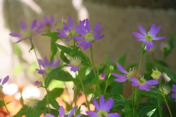 阿邪訶根神社の自然