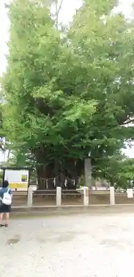 葛飾八幡宮(千葉県)