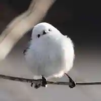 帯廣神社の動物