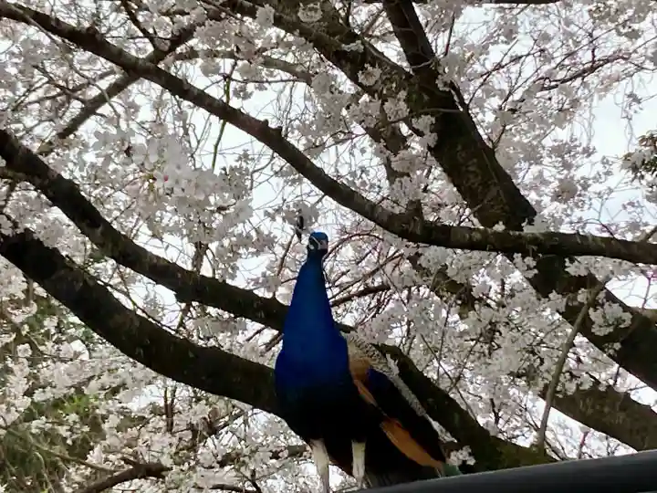 楽法寺(雨引観音)(茨城県)