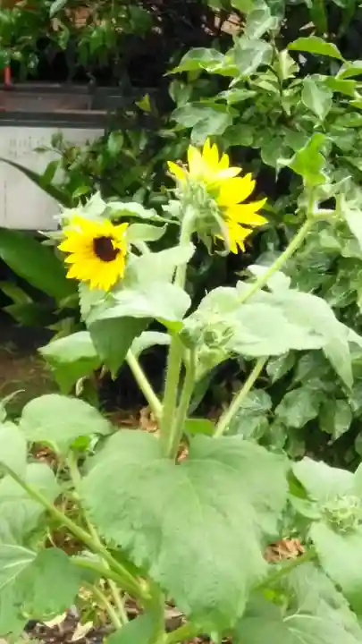 自由が丘熊野神社(東京都)