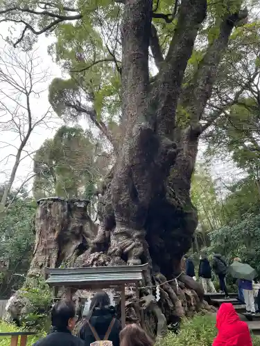 來宮神社の{uncategorized: "未分類", other: "その他", undefined: "問題あり", building: "その他建物", grave: "お墓", sacred_gate: "鳥居", guardian: "狛犬", statue: "像", buddha: "仏像", history: "歴史", nature: "自然", garden: "庭園", animal: "動物", pagoda: "塔", temizu: "手水舎", mountain_gate: "山門・神門", sanctuary: "本殿・本堂", subordinate: "末社・摂社", art: "芸術", scenery: "景色", jizo: "地蔵", ema: "絵馬", goshuin: "御朱印", omikuji: "おみくじ", items: "授与品その他", amulet: "お守り", goshuincho: "御朱印帳", eats: "食事", festival: "お祭り", votive_dance: "神楽", shichigosan: "七五三参", wedding: "結婚式", experience: "体験その他", initially: "初詣", around: "周辺", anti_infection: "感染症対策"}