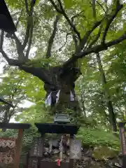 しなの木神社(群馬県)