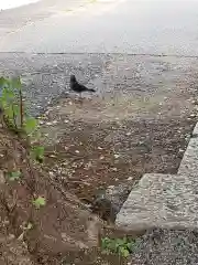 愛宕神社の動物