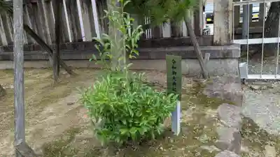 日枝神社の自然