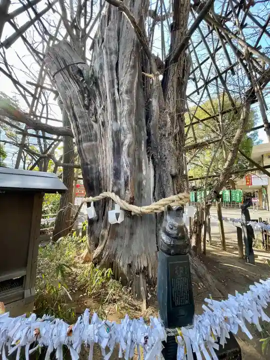 稲毛神社の自然