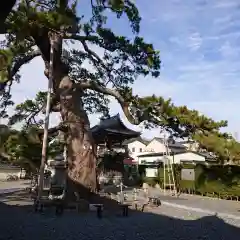 大慶寺の自然