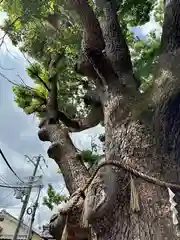 阿保神社(大阪府)