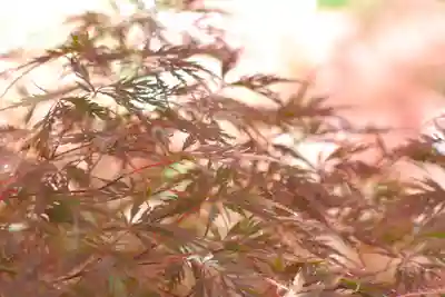 禅林寺(永観堂)(京都府)