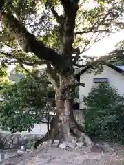 由良湊神社の自然