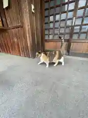 前玉神社の動物