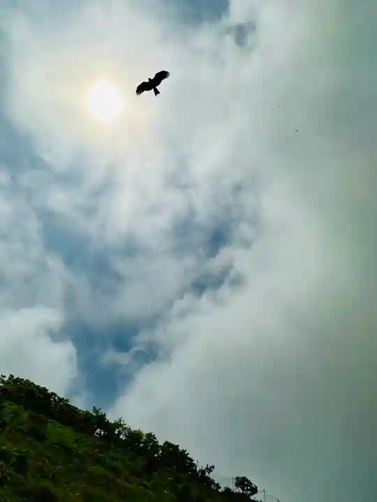 伊吹山(霊峰)の動物