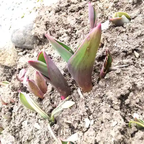 七重浜海津見神社(北海道)