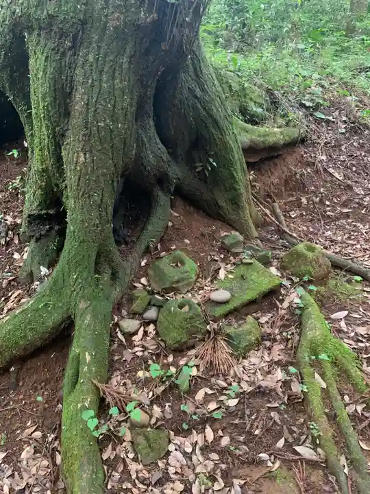 白幡神社の自然