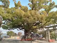 百舌鳥八幡宮(大阪府)