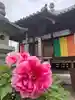 真言宗 善通寺派 薬王寺(香川県)