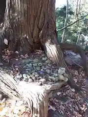 八龍権現神社の自然