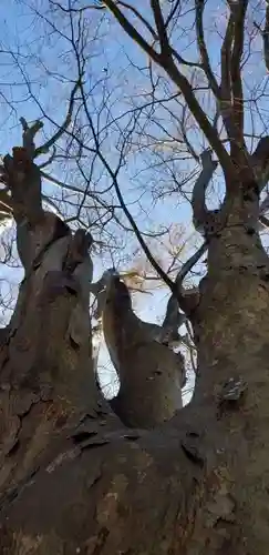 国府台天満宮の自然