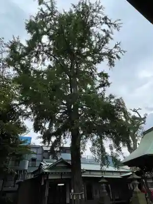 野沢稲荷神社の自然