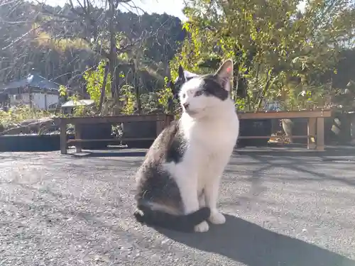 御誕生寺（猫寺）(福井県)
