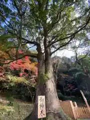 精矛神社の自然