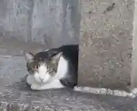 刺田比古神社の動物