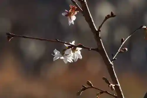 国宝 大法寺(長野県)