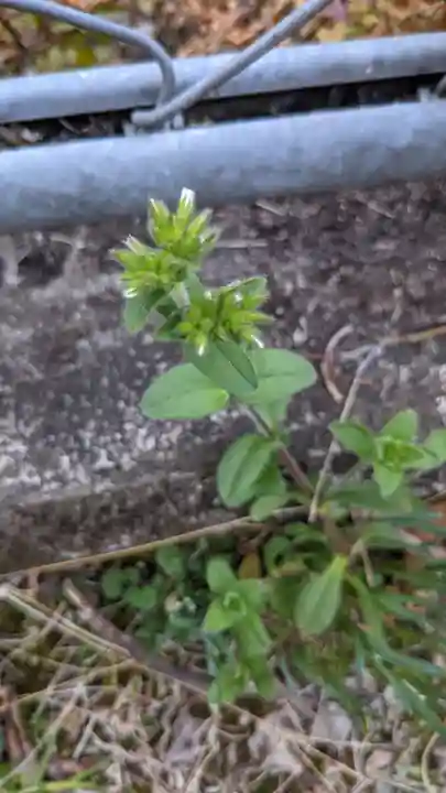 玉野御嶽神社の自然