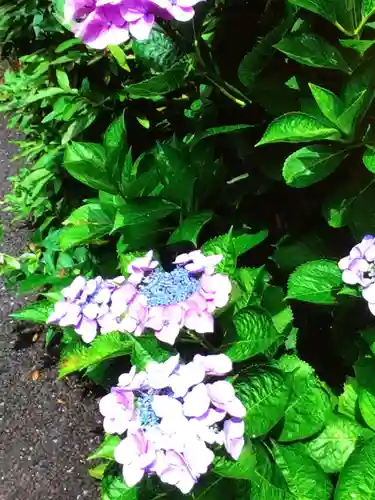 白金氷川神社(東京都)