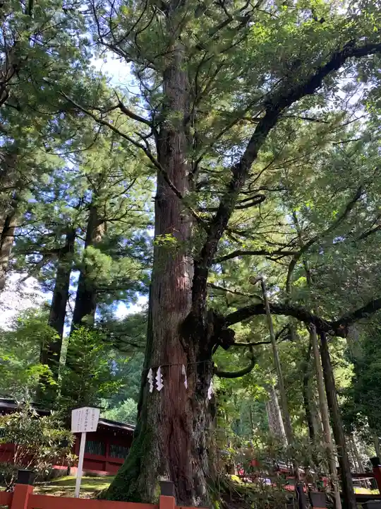 日光二荒山神社の自然