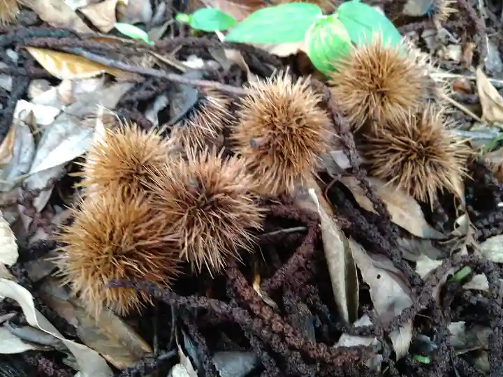 櫛田神社の自然