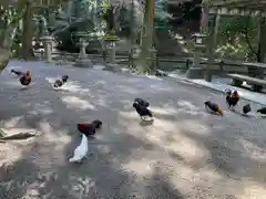 石上神宮の動物