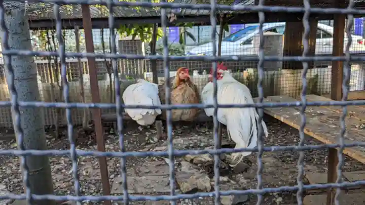 高知大神宮の動物