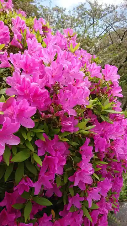 光雲神社の自然