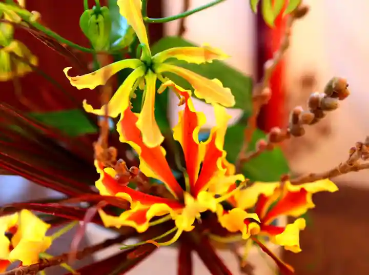 三津厳島神社の自然