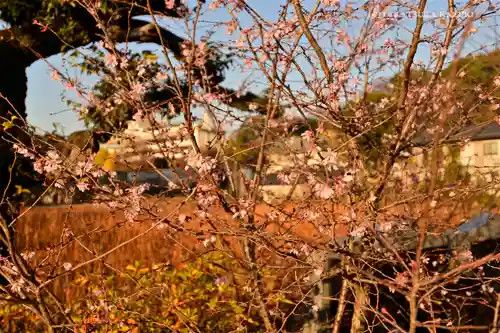 寛永寺不忍池弁天堂の自然