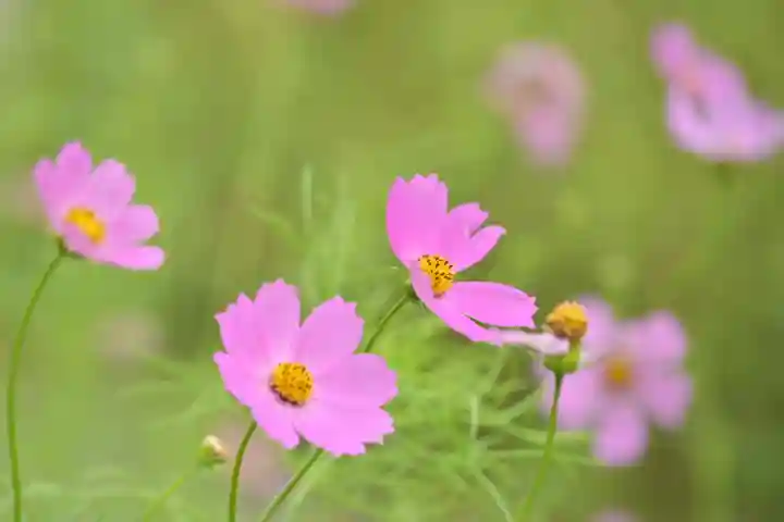 高龍神社(新潟県)