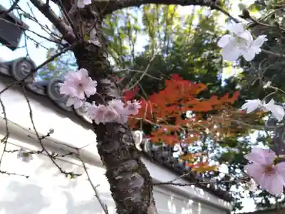 廬山寺(廬山天台講寺)(京都府)
