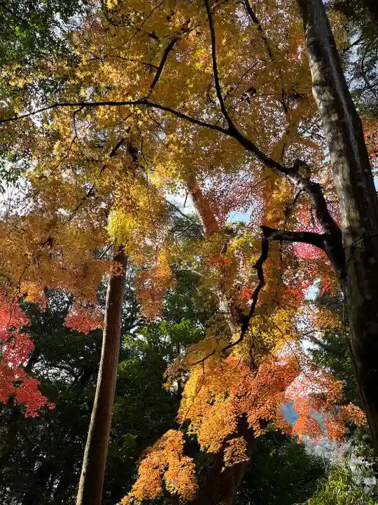柏原八幡宮の自然