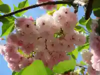 吉原弁財天本宮(吉原神社奥宮)の自然