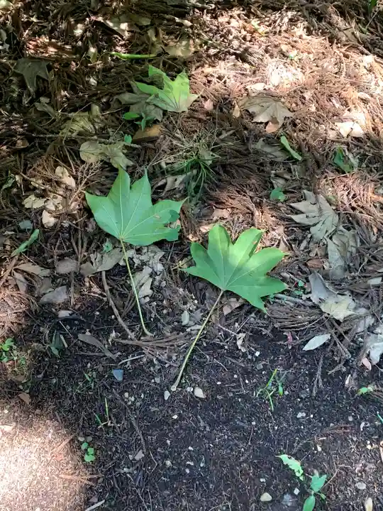 白山比咩神社の自然